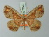  (Sabulodes lachaumei - BC ZSM Lep 73539)  @11 [ ] CreativeCommons - Attribution Non-Commercial Share-Alike (2015) Axel Hausmann/Bavarian State Collection of Zoology (ZSM) SNSB, Zoologische Staatssammlung Muenchen