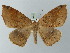  (Bonatea viridilinea - BC ZSM Lep 73541)  @15 [ ] CreativeCommons - Attribution Non-Commercial Share-Alike (2015) Axel Hausmann/Bavarian State Collection of Zoology (ZSM) SNSB, Zoologische Staatssammlung Muenchen