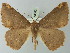 (Bonatea duciata - BC ZSM Lep 73542)  @15 [ ] CreativeCommons - Attribution Non-Commercial Share-Alike (2015) Axel Hausmann/Bavarian State Collection of Zoology (ZSM) SNSB, Zoologische Staatssammlung Muenchen