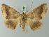  (Bonatea indecisa - BC ZSM Lep 73543)  @11 [ ] CreativeCommons - Attribution Non-Commercial Share-Alike (2015) Axel Hausmann/Bavarian State Collection of Zoology (ZSM) SNSB, Zoologische Staatssammlung Muenchen