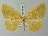  ( - BC ZSM Lep 73544)  @14 [ ] CreativeCommons - Attribution Non-Commercial Share-Alike (2015) Axel Hausmann/Bavarian State Collection of Zoology (ZSM) SNSB, Zoologische Staatssammlung Muenchen