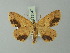  ( - BC ZSM Lep 73547)  @14 [ ] CreativeCommons - Attribution Non-Commercial Share-Alike (2015) Axel Hausmann/Bavarian State Collection of Zoology (ZSM) SNSB, Zoologische Staatssammlung Muenchen