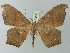  ( - BC ZSM Lep 73551)  @11 [ ] CreativeCommons - Attribution Non-Commercial Share-Alike (2015) Axel Hausmann/Bavarian State Collection of Zoology (ZSM) SNSB, Zoologische Staatssammlung Muenchen