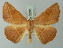  ( - BC ZSM Lep 73555)  @11 [ ] CreativeCommons - Attribution Non-Commercial Share-Alike (2015) Axel Hausmann/Bavarian State Collection of Zoology (ZSM) SNSB, Zoologische Staatssammlung Muenchen