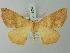  ( - BC ZSM Lep 73557)  @11 [ ] CreativeCommons - Attribution Non-Commercial Share-Alike (2015) Axel Hausmann/Bavarian State Collection of Zoology (ZSM) SNSB, Zoologische Staatssammlung Muenchen