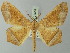 (Miantochora venerata - BC ZSM Lep 73559)  @15 [ ] CreativeCommons - Attribution Non-Commercial Share-Alike (2015) Axel Hausmann/Bavarian State Collection of Zoology (ZSM) SNSB, Zoologische Staatssammlung Muenchen