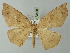  ( - BC ZSM Lep 73560)  @11 [ ] CreativeCommons - Attribution Non-Commercial Share-Alike (2015) Axel Hausmann/Bavarian State Collection of Zoology (ZSM) SNSB, Zoologische Staatssammlung Muenchen