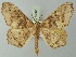  (Miantochora lisa - BC ZSM Lep 73561)  @11 [ ] CreativeCommons - Attribution Non-Commercial Share-Alike (2015) Axel Hausmann/Bavarian State Collection of Zoology (ZSM) SNSB, Zoologische Staatssammlung Muenchen