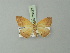  ( - BC ZSM Lep 73577)  @11 [ ] CreativeCommons - Attribution Non-Commercial Share-Alike (2015) Axel Hausmann/Bavarian State Collection of Zoology (ZSM) SNSB, Zoologische Staatssammlung Muenchen