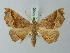 ( - BC ZSM Lep 73580)  @13 [ ] CreativeCommons - Attribution Non-Commercial Share-Alike (2015) Axel Hausmann/Bavarian State Collection of Zoology (ZSM) SNSB, Zoologische Staatssammlung Muenchen