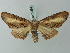  ( - BC ZSM Lep 73594)  @11 [ ] CreativeCommons - Attribution Non-Commercial Share-Alike (2015) Axel Hausmann/Bavarian State Collection of Zoology (ZSM) SNSB, Zoologische Staatssammlung Muenchen