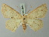  (Neodora tambilaria - BC ZSM Lep 73615)  @11 [ ] CreativeCommons - Attribution Non-Commercial Share-Alike (2015) Axel Hausmann/Bavarian State Collection of Zoology (ZSM) SNSB, Zoologische Staatssammlung Muenchen