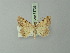  ( - BC ZSM Lep 73733)  @11 [ ] CreativeCommons - Attribution Non-Commercial Share-Alike (2015) Axel Hausmann/Bavarian State Collection of Zoology (ZSM) SNSB, Zoologische Staatssammlung Muenchen