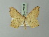  ( - BC ZSM Lep 73735)  @11 [ ] CreativeCommons - Attribution Non-Commercial Share-Alike (2015) Axel Hausmann/Bavarian State Collection of Zoology (ZSM) SNSB, Zoologische Staatssammlung Muenchen