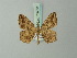  ( - BC ZSM Lep 73753)  @11 [ ] CreativeCommons - Attribution Non-Commercial Share-Alike (2015) Axel Hausmann/Bavarian State Collection of Zoology (ZSM) SNSB, Zoologische Staatssammlung Muenchen