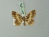  ( - BC ZSM Lep 73774)  @11 [ ] CreativeCommons - Attribution Non-Commercial Share-Alike (2015) Axel Hausmann/Bavarian State Collection of Zoology (ZSM) SNSB, Zoologische Staatssammlung Muenchen