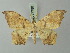  ( - BC ZSM Lep 73786)  @11 [ ] CreativeCommons - Attribution Non-Commercial Share-Alike (2015) Axel Hausmann/Bavarian State Collection of Zoology (ZSM) SNSB, Zoologische Staatssammlung Muenchen