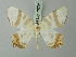  ( - BC ZSM Lep 73796)  @14 [ ] CreativeCommons - Attribution Non-Commercial Share-Alike (2015) Axel Hausmann/Bavarian State Collection of Zoology (ZSM) SNSB, Zoologische Staatssammlung Muenchen