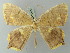 ( - BC ZSM Lep 73808)  @11 [ ] CreativeCommons - Attribution Non-Commercial Share-Alike (2015) Axel Hausmann/Bavarian State Collection of Zoology (ZSM) SNSB, Zoologische Staatssammlung Muenchen