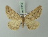  (Agriopis bajaria - BC ZSM Lep 73814)  @11 [ ] CreativeCommons - Attribution Non-Commercial Share-Alike (2015) Axel Hausmann/Bavarian State Collection of Zoology (ZSM) SNSB, Zoologische Staatssammlung Muenchen