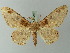  ( - BC ZSM Lep 73829)  @11 [ ] CreativeCommons - Attribution Non-Commercial Share-Alike (2015) Axel Hausmann/Bavarian State Collection of Zoology (ZSM) SNSB, Zoologische Staatssammlung Muenchen