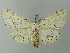  ( - BC ZSM Lep 73855)  @11 [ ] CreativeCommons - Attribution Non-Commercial Share-Alike (2015) Axel Hausmann/Bavarian State Collection of Zoology (ZSM) SNSB, Zoologische Staatssammlung Muenchen