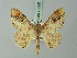  ( - BC ZSM Lep 73860)  @11 [ ] CreativeCommons - Attribution Non-Commercial Share-Alike (2015) Axel Hausmann/Bavarian State Collection of Zoology (ZSM) SNSB, Zoologische Staatssammlung Muenchen