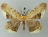  ( - BC ZSM Lep 73893)  @14 [ ] CreativeCommons - Attribution Non-Commercial Share-Alike (2015) Axel Hausmann/Bavarian State Collection of Zoology (ZSM) SNSB, Zoologische Staatssammlung Muenchen