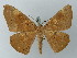  ( - BC ZSM Lep 73900)  @12 [ ] CreativeCommons - Attribution Non-Commercial Share-Alike (2015) Axel Hausmann/Bavarian State Collection of Zoology (ZSM) SNSB, Zoologische Staatssammlung Muenchen