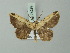  ( - BC ZSM Lep 74299)  @12 [ ] CreativeCommons - Attribution Non-Commercial Share-Alike (2015) Axel Hausmann/Bavarian State Collection of Zoology (ZSM) SNSB, Zoologische Staatssammlung Muenchen