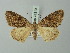  ( - BC ZSM Lep 74310)  @14 [ ] CreativeCommons - Attribution Non-Commercial Share-Alike (2015) Axel Hausmann/Bavarian State Collection of Zoology (ZSM) SNSB, Zoologische Staatssammlung Muenchen