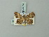  ( - BC ZSM Lep 74374)  @12 [ ] CreativeCommons - Attribution Non-Commercial Share-Alike (2015) Axel Hausmann/Bavarian State Collection of Zoology (ZSM) SNSB, Zoologische Staatssammlung Muenchen