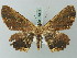  ( - BC ZSM Lep 74391)  @13 [ ] CreativeCommons - Attribution Non-Commercial Share-Alike (2015) Axel Hausmann/Bavarian State Collection of Zoology (ZSM) SNSB, Zoologische Staatssammlung Muenchen