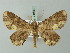  ( - BC ZSM Lep 74399)  @13 [ ] CreativeCommons - Attribution Non-Commercial Share-Alike (2015) Axel Hausmann/Bavarian State Collection of Zoology (ZSM) SNSB, Zoologische Staatssammlung Muenchen