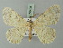  ( - BC ZSM Lep 74404)  @11 [ ] CreativeCommons - Attribution Non-Commercial Share-Alike (2015) Axel Hausmann/Bavarian State Collection of Zoology (ZSM) SNSB, Zoologische Staatssammlung Muenchen