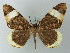  ( - BC ZSM Lep 74439)  @13 [ ] CreativeCommons - Attribution Non-Commercial Share-Alike (2015) Axel Hausmann/Bavarian State Collection of Zoology (ZSM) SNSB, Zoologische Staatssammlung Muenchen