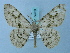  ( - BC ZSM Lep 74703)  @11 [ ] CreativeCommons - Attribution Non-Commercial Share-Alike (2015) Axel Hausmann/Bavarian State Collection of Zoology (ZSM) SNSB, Zoologische Staatssammlung Muenchen