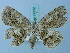  ( - BC ZSM Lep 74722)  @13 [ ] CreativeCommons - Attribution Non-Commercial Share-Alike (2015) Axel Hausmann/Bavarian State Collection of Zoology (ZSM) SNSB, Zoologische Staatssammlung Muenchen