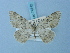  ( - BC ZSM Lep 74742)  @11 [ ] CreativeCommons - Attribution Non-Commercial Share-Alike (2015) Axel Hausmann/Bavarian State Collection of Zoology (ZSM) SNSB, Zoologische Staatssammlung Muenchen