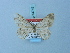  ( - BC ZSM Lep 74745)  @11 [ ] CreativeCommons - Attribution Non-Commercial Share-Alike (2015) Axel Hausmann/Bavarian State Collection of Zoology (ZSM) SNSB, Zoologische Staatssammlung Muenchen
