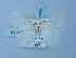  ( - BC ZSM Lep 74759)  @11 [ ] CreativeCommons - Attribution Non-Commercial Share-Alike (2015) Axel Hausmann/Bavarian State Collection of Zoology (ZSM) SNSB, Zoologische Staatssammlung Muenchen