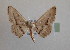  (Idaea leipnitzi - BC MI 0064)  @13 [ ] Unspecified (default): All Rights Reserved  Unspecified Unspecified