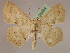  (Sabulodes mucronis - BC ZSM Lep 05464)  @15 [ ] CreativeCommons - Attribution Non-Commercial Share-Alike (2010) Unspecified SNSB, Zoologische Staatssammlung Muenchen