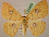  (Semaeopus argocosma - BC ZSM Lep 05468)  @14 [ ] CreativeCommons - Attribution Non-Commercial Share-Alike (2010) Unspecified SNSB, Zoologische Staatssammlung Muenchen