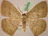  (Semaeopus indignaria - BC ZSM Lep 05469)  @15 [ ] CreativeCommons - Attribution Non-Commercial Share-Alike (2010) Unspecified SNSB, Zoologische Staatssammlung Muenchen
