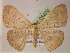  ( - BC ZSM Lep 05470)  @14 [ ] CreativeCommons - Attribution Non-Commercial Share-Alike (2010) Unspecified SNSB, Zoologische Staatssammlung Muenchen