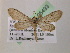  (Euacidalia AH01Ja - BC ZSM Lep 05493)  @11 [ ] CreativeCommons - Attribution Non-Commercial Share-Alike (2010) Unspecified SNSB, Zoologische Staatssammlung Muenchen