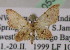  (Idaea AH03Ja - BC ZSM Lep 05532)  @13 [ ] CreativeCommons - Attribution Non-Commercial Share-Alike (2010) Unspecified SNSB, Zoologische Staatssammlung Muenchen