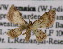  (Idaea AH04Ja - BC ZSM Lep 05533)  @11 [ ] CreativeCommons - Attribution Non-Commercial Share-Alike (2010) Unspecified SNSB, Zoologische Staatssammlung Muenchen