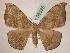 ( - BC ZSM Lep 05535)  @14 [ ] CreativeCommons - Attribution Non-Commercial Share-Alike (2010) Unspecified SNSB, Zoologische Staatssammlung Muenchen